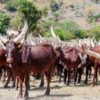 ___7596072___2017___11___14___10___ankole-long-horned-cows-1