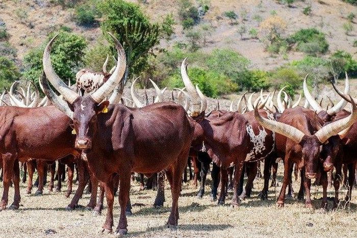 ___7596072___2017___11___14___10___ankole-long-horned-cows-1