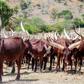 ___7596072___2017___11___14___10___ankole-long-horned-cows-1