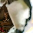 A tiger seeking refuge from flooding in India's Kaziranga National Park startled residents when it took shelter on a daybed in a shophouse in Assam state