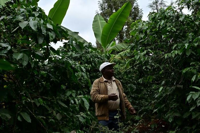 Biogas bounty: Kenyan farmer Josphat Muchiri looks at his flourishing coffee trees -- their harvest has doubled thanks to fertiliser from his cow-dung biodigester, he says