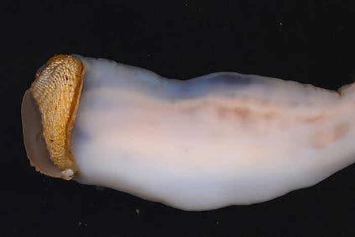 This creature eats stone, sand comes out the other end