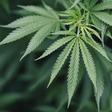 Smoking Weed Started as an Ancient Spiritual Rite