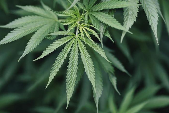 Smoking Weed Started as an Ancient Spiritual Rite