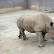 Southern white rhino Victoria, seen in this handout photo, is "doing well" after giving birth to a calf at the San Diego Zoo, the zoo said