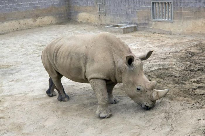 Southern white rhino Victoria, seen in this handout photo, is "doing well" after giving birth to a calf at the San Diego Zoo, the zoo said