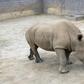 Southern white rhino Victoria, seen in this handout photo, is "doing well" after giving birth to a calf at the San Diego Zoo, the zoo said