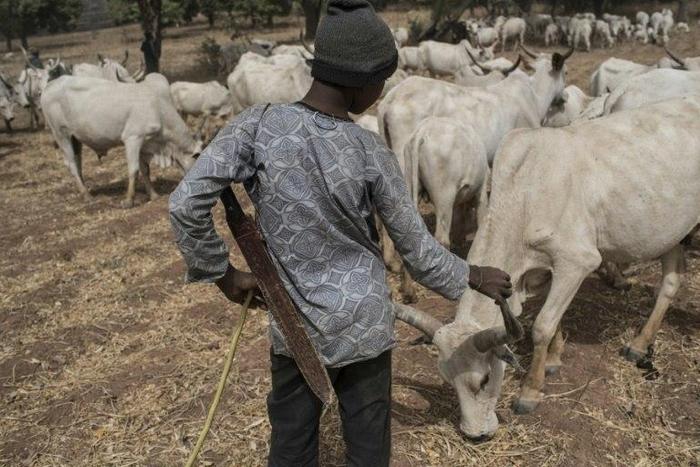 A Fulani boy minds his family's cattle in a field outside Kaduna, northwest Nigeria. Friction between herders and farmers has flared dangerously into a conflict tinged by Christian-Muslim sectarianism