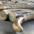 The ivory was in a container declared to be loaded with timber destined for Vietnam
