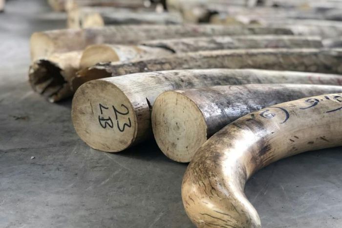The ivory was in a container declared to be loaded with timber destined for Vietnam