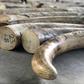 The ivory was in a container declared to be loaded with timber destined for Vietnam