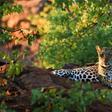 Kruger National Park officials say the big cat may have attacked as it was too accustomed to contact with humans.