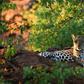 Kruger National Park officials say the big cat may have attacked as it was too accustomed to contact with humans.