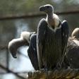 Most of the birds that died were white-backed vultures, which are listed as critically endangered