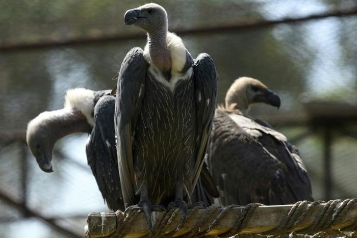 Most of the birds that died were white-backed vultures, which are listed as critically endangered