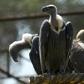 Most of the birds that died were white-backed vultures, which are listed as critically endangered