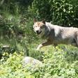 Starting in 1992, grey wolves started re-appearing in France, arriving across the Alps from Italy