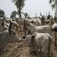No ‘Ruga’ in South-East, South-South, says Gov. Umahi [NAN]