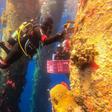 Marine ecologists are removing Red Sea coral and moving them to another site to avoid them perishing during maintenance works on a jetty
