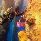Marine ecologists are removing Red Sea coral and moving them to another site to avoid them perishing during maintenance works on a jetty
