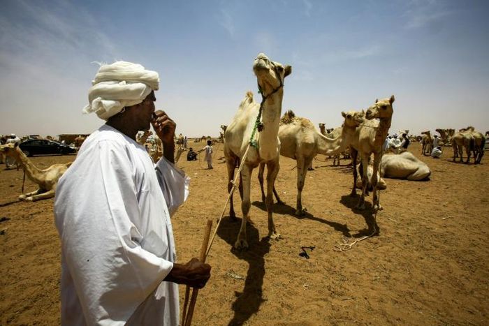 Not far from Sudan's capital Khartoum, dozens of camel traders are oblivious to the country's biggest political upheaval in decades