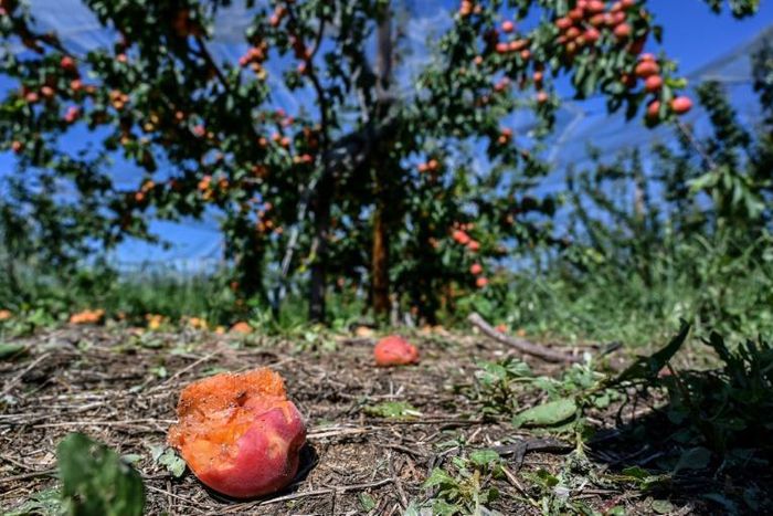 Hail-damaged apricots at an orchard in La Roche-de-Glun in southeast France on Sunday