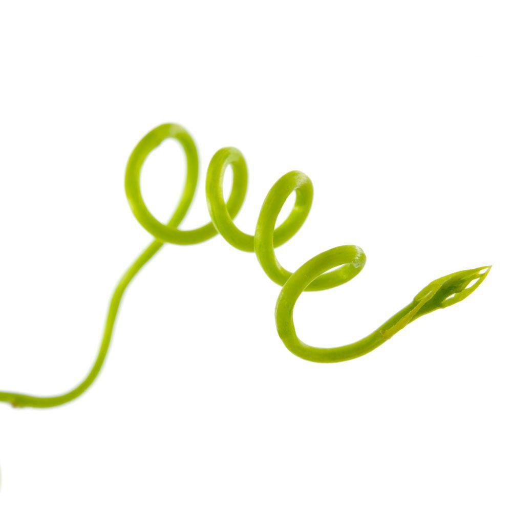 types of penises- growers