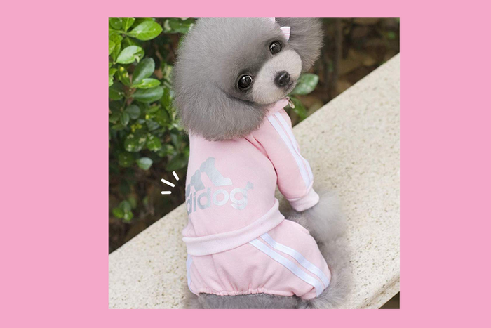 Your Dog Needs This Adidas-Inspired Athleisure Fit