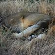 A pride of 14 lions is on the loose near a mining community bordering South Africa's Kruger National Park