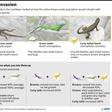 A six-year study of lizards on a string of remote Caribbean islands found that the arrival of a predator can create competition that can be devastating