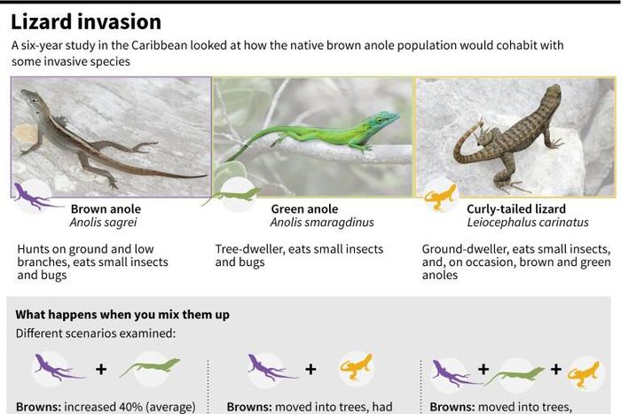 A six-year study of lizards on a string of remote Caribbean islands found that the arrival of a predator can create competition that can be devastating