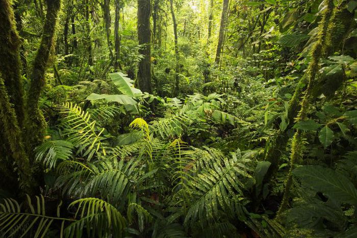 Dr. Pimple Popper Pops A Jungle Of Blackheads