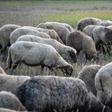 Romania is the EU's third-biggest sheep breeder after Britain and Spain
