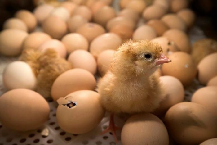 After hatching, male chicks are separated from the females, and then mechanically shredded or crushed, or else suffocated by carbon dioxide.