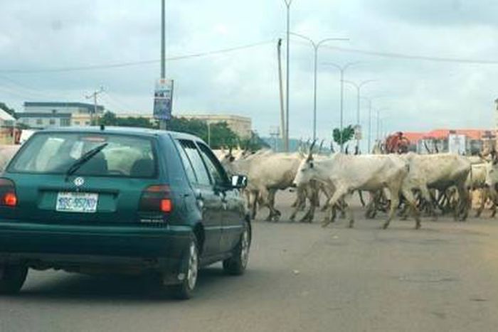 Passenger injured as bus crushes cows in Ekiti [Gistok]