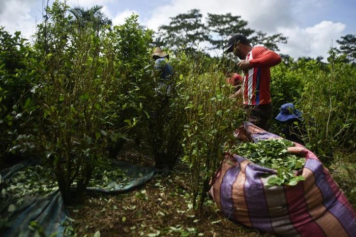 Peasants harvest coca leaves in Vallenato, a rural area of the Tumaco municipality in Colombia's southwest Narino department in 2018