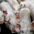 African swine fever, fatal to wild boar and pigs but harmless to humans, has cut a swathe through China, Vietnam and Mongolia