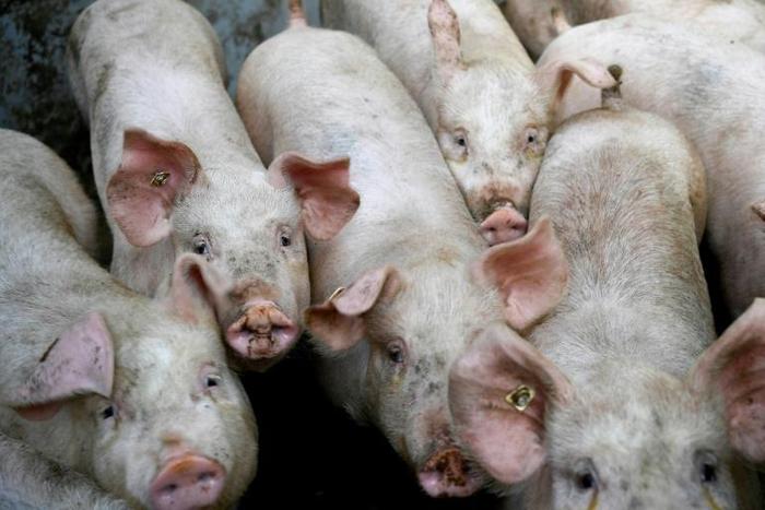 African swine fever, fatal to wild boar and pigs but harmless to humans, has cut a swathe through China, Vietnam and Mongolia