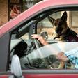 US military veteran Michael Kidd and his companion dog Millie leave after a training session at the Paws of War office in Nesconset, New York -- Millie helps Kidd navigate the difficulties of post-traumatic stress disorder