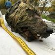 The head is 41.5 cm long -- a gigantic size by today's standards