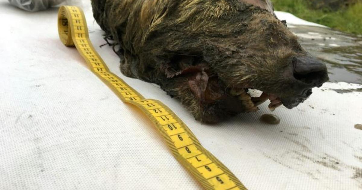 Head of 32,000-year-old wolf found in Russian Arctic | Pulse Nigeria
