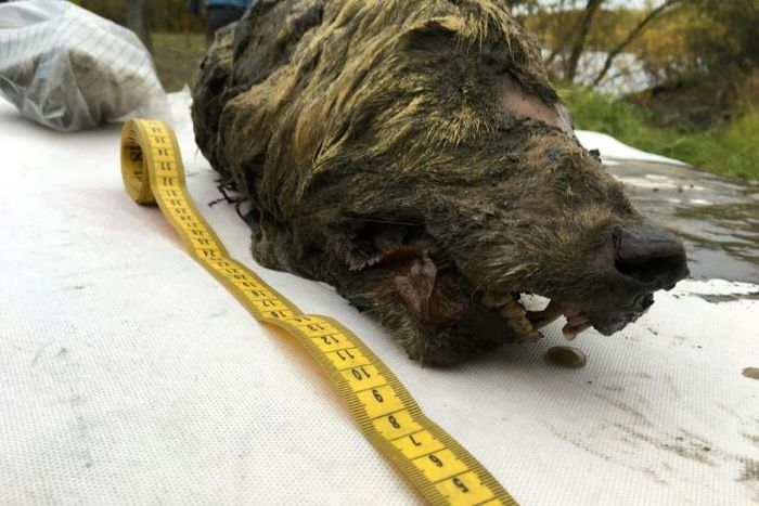 The head is 41.5 cm long -- a gigantic size by today's standards