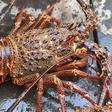 Shellfish including lobster are forbidden under Jewish kosher dietary rules