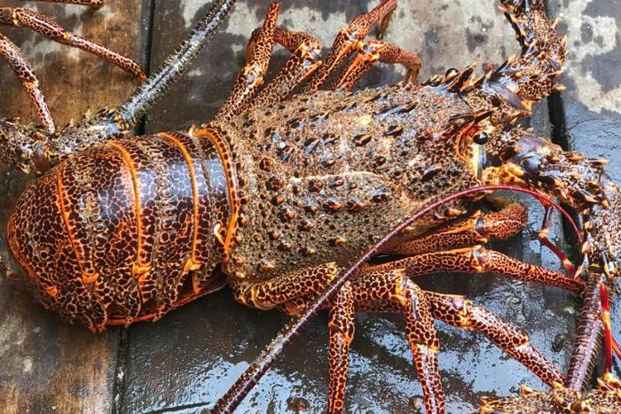 Shellfish including lobster are forbidden under Jewish kosher dietary rules