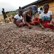 Cocoa accounts for 40 percent of Ivory Coast's exports but the country is losing out on value added by the processing and distribution sectors, the World Bank says