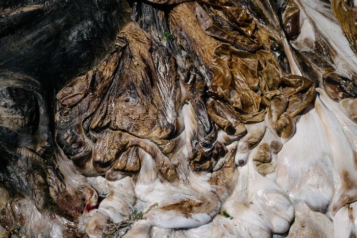 A Beached Whale Needs Somewhere to Rot. How About Your Place?