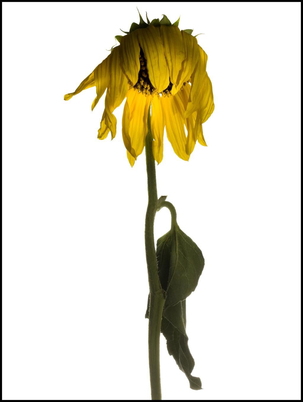 types of penises- emotionally sensitive