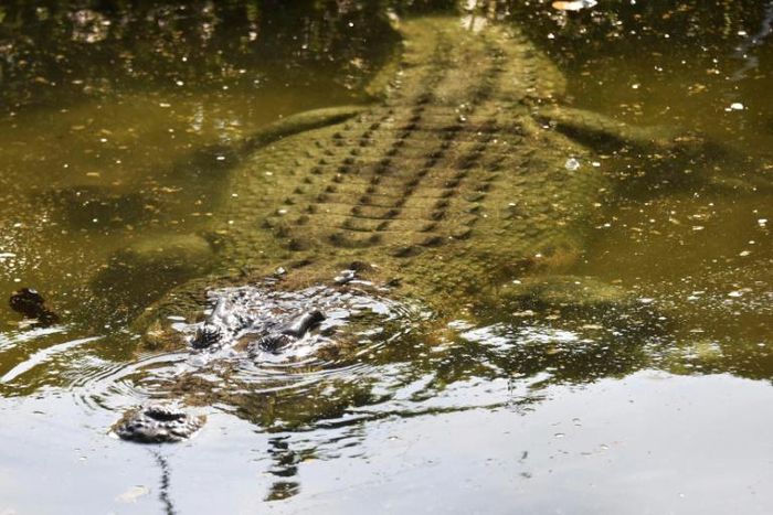 Unlike their modern progeny who are known for their ferocity, some early crocodyliforms were an altogether more peaceful lot