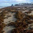 Sargassum seaweed covers the shore of Miami Beach, Florida