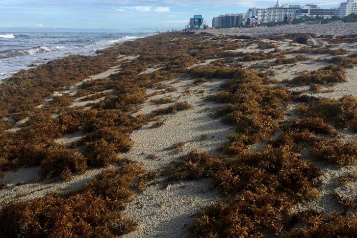 Sargassum seaweed covers the shore of Miami Beach, Florida